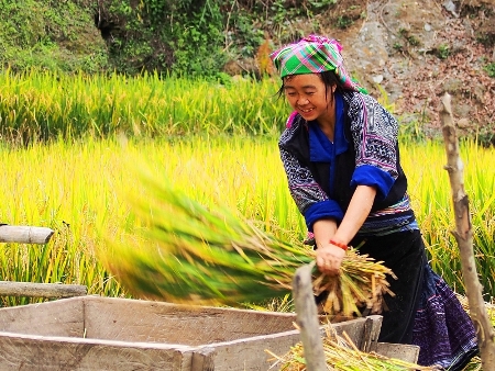 Ngắm mùa vàng Tây Bắc trong nắng thu